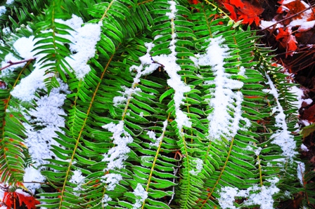 Wetland Fern