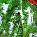 Wetland Fern